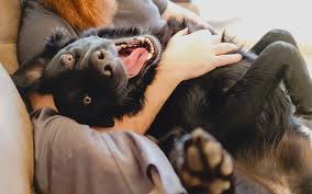 At tlc animal hospital, we are dedicated to offering you and your pet the highest quality care available. Pet Care Archives Page 4 Of 6 Tlc Pet Sitter East Valley Az