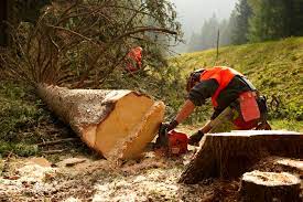 Il wwf denuncia taglio di alberi e vegetazione in periodo di nidificazione! Taglio Del Bosco Le Regole