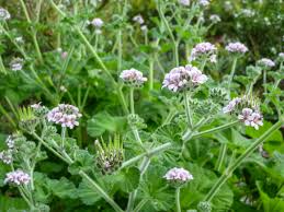 Image result for Pelargonium