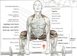 How To Do Sumo Deadlift Stephane Andre
