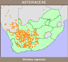 Image result for Dicoma capensis