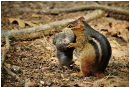 Is Eating Dead Birds Normal For A Squirrel Or Chipmunk Ask A Naturalist