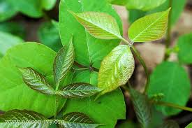 Unfortunately no matter what the season, the oils on the plants can always be an irritant. Poison Ivy Plant Identification Quiz