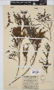 Image result for Rhynchosia kilimandscharica