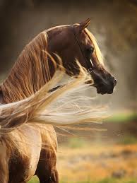 The Arabian Horse Drinkers Of The Wind Beautiful Arabian Horses Beautiful Horses Arabian Horse