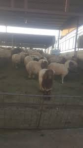 ذبايح تبوك Zabahtbook1212 טוויטר