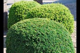 Japanische Stechpalme Convexa Loffel Ilex Japanischer Ilex Convexa Gartenhecke