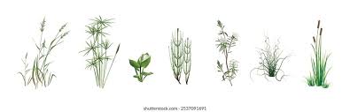 Image result for Cyperus spiralis