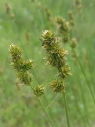 Image result for Carex sp.no.1
