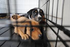 Maybe you would like to learn more about one of these? After Stellar Weekend Of Adoptions Nashville Animal Control Struggles With Record Intake Day Nashville Tn Patch