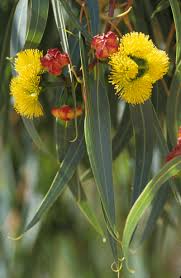 Grows naturally on the geraldton sandplains. Plants Amwua