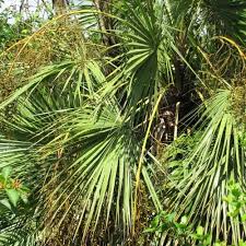 Image result for Acoelorrhaphe wrightii