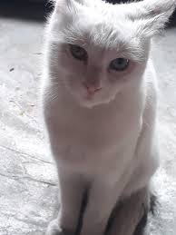 Cats surprisingly going into the water