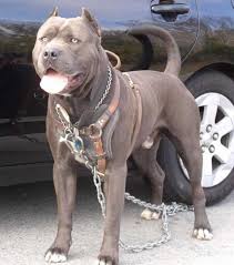Pin On Favourite Dog Breeds