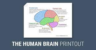 The Human Brain Diagram Worksheet Therapist Aid Human Brain Diagram Human Brain Brain Diagram