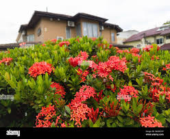 Image result for Ixora sp. A