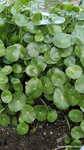 Image result for Centella asiatica