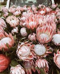 Protea Flower Tumblr Flower Farm Protea Flower Flowers