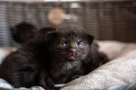 Kittens grow a lot between 8 and 12 weeks. Kitten Development Week By Week Weeks 1 To 8 Cat World