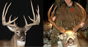 Correspondent:record buck farms record buck farms 22900 n buckhill rd, howey in the hills, fl 34737. 12 Of The Biggest Poached Deer Ever Stolen From Law Abiding Hunters