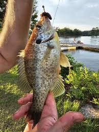 River Fishing Adventure – Lake Allatoona - Updated 2024 Prices