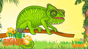 Chameleons Animals For Children Kids Videos Kindergarten Preschool Learning Animals For Kids Rainforest Activities Animal Tv