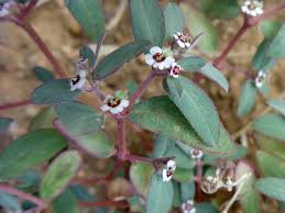 Image result for Euphorbia glanduligera