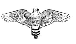 Realistic Falcon Bird Coloring Pages Bird Coloring Pages Coloring Pages Detailed Coloring Pages