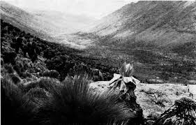 Image result for Oreophyton falcatum