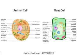 Which of the following could the specimen being observed belong to? Education Chart Biology Animal Plant Cell Stock Vector Royalty Free 1057812929