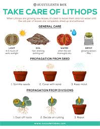Cacti need drainage in order to grow well and this mix contains sand to help the soil drain faster. How To Take Care Of Lithops Living Stones Plant Succulents Box