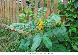 Image result for Senna hirsuta