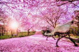Flowering cherry trees are among the showiest and most dramatic trees that can be grown in your home landscape. Pink Tree Park Bench Close Up Beauty Flowers Trees Beautiful Cherry Blossoms Spring Season Pink Flower Sweden Stock Photo 13a21eaa 34b5 4372 B623 Dcdbe3da7bdc