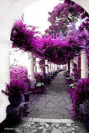 pink garden by bardia azizi beautiful places purple flowers beautiful gardens