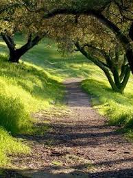 Westwood Hills Park Locals Enjoy Huge Oaks Easy Trails And Tranquility At This Natural Preserve Within The Napa Cit Landscape Beautiful Nature Country Roads