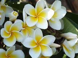 Plumerias grow best in full sunlight, which is at least 6 hours a day. Plumeria Care How To Grow Plumeria Plants