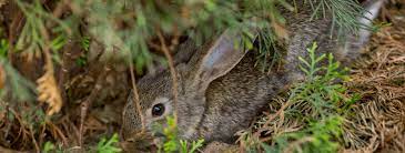 Use chicken wire or rabbit wire that has smaller openings near the ground. How To Get Rid Of Pesky Rabbits Everyday Cheapskate