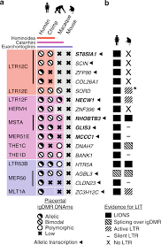 Euarchontoglires (synonymous with supraprimates) is a clade and a superorder of mammals, the living members of which belong to one of the five following groups: Evolution Of Imprinting Via Lineage Specific Insertion Of Retroviral Promoters Nature Communications