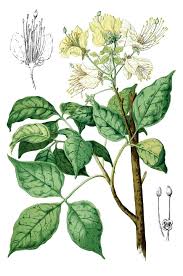 Image result for Cladostemon kirkii