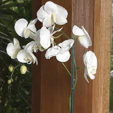 Stores that sell ear candles are no longer difficult to find, since holistic and alternative medicine are very popular choices for medical treatment. 15 Oz White Phalaenopsis Orchid In Plastic L20963hp In The House Plants Department At Lowes Com