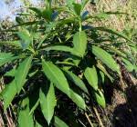 Image result for Rauvolfia afra