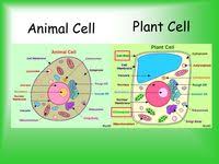 Parts Of A Plant Animal Cell Labelling Quiz Quizizz