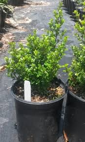 Image result for Myrsine africana