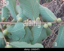 Image result for Bridelia mollis