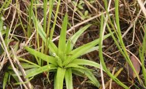 Image result for Eriocaulon truncatum