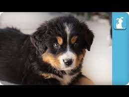 Huge bernese mountain dog spends a year trying to win over his cat sister. Cute Bernese Mountain Dog Puppies Puppy Love Youtube