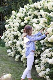 Hortensien Im Rampenlicht Gartenarbeit 101 Wunderschoner Hortensienbusch Mit Weissen Hortensien In 2020 Hortensien Garten Garten Garten Bepflanzen