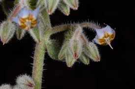 Image result for Trichodesma physaloides