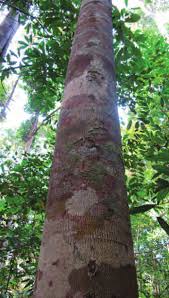 Image result for Marquesia macroura