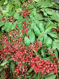 California Pepperberry Flower Mound Best Flower Wallpaper